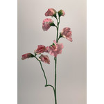 LATHYRUS | ROZE | 64 CM