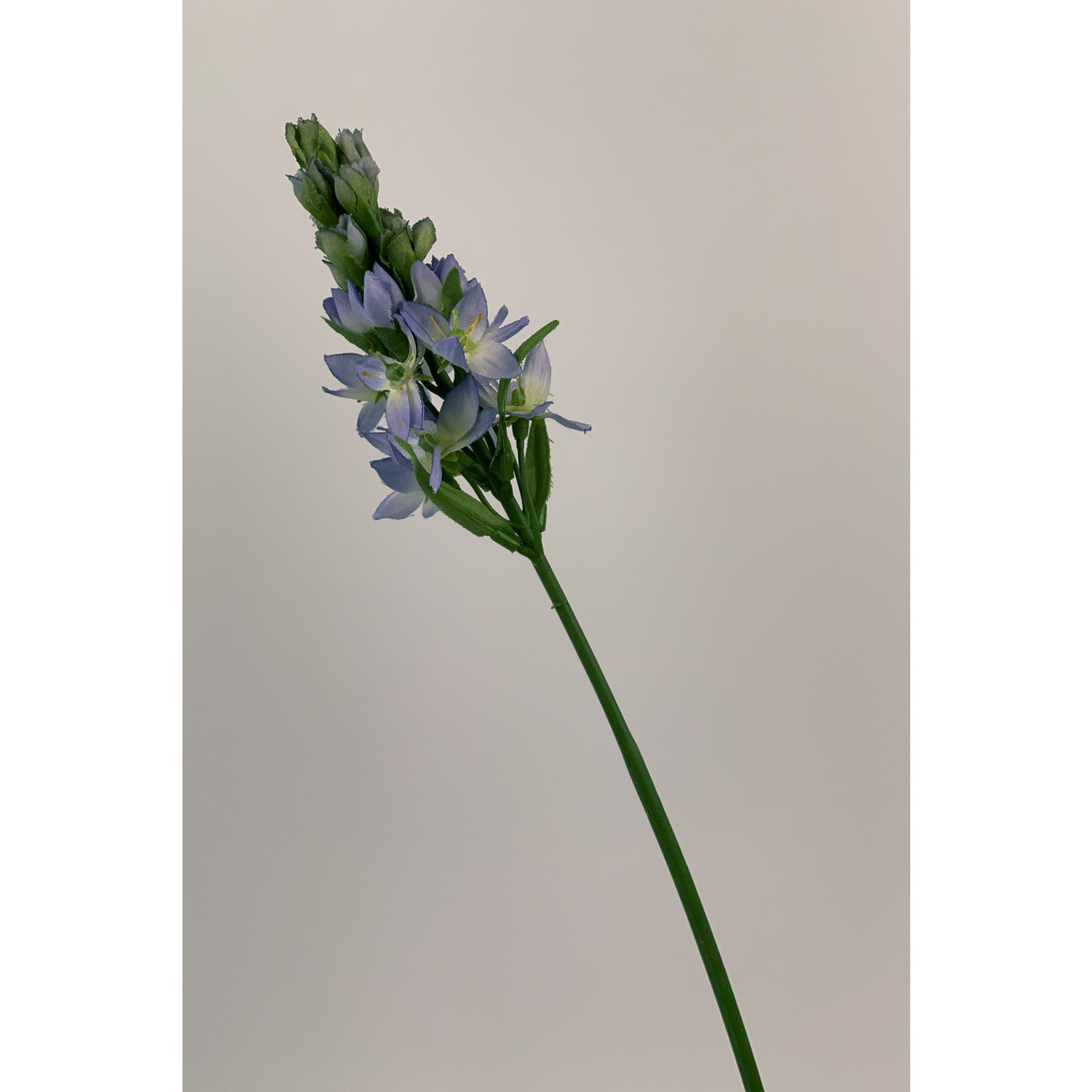 PRAIRE LELIE | BLAUW | 45 CM