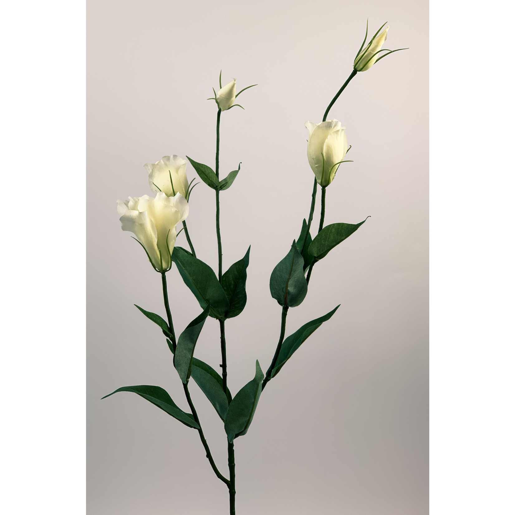 LISIANTHUS | WIT | 75 CM