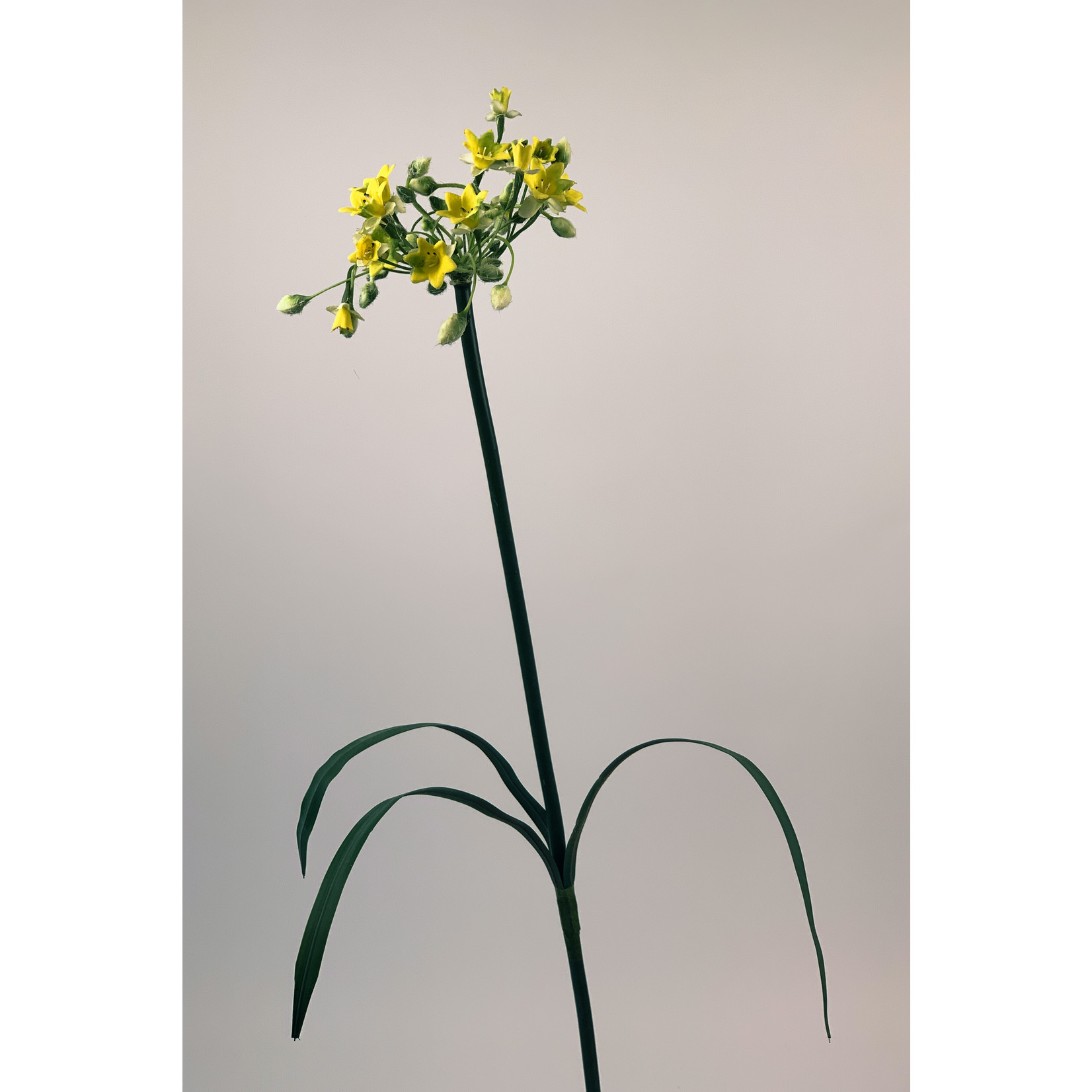 PRIMULA | YELLOW | 72 CM