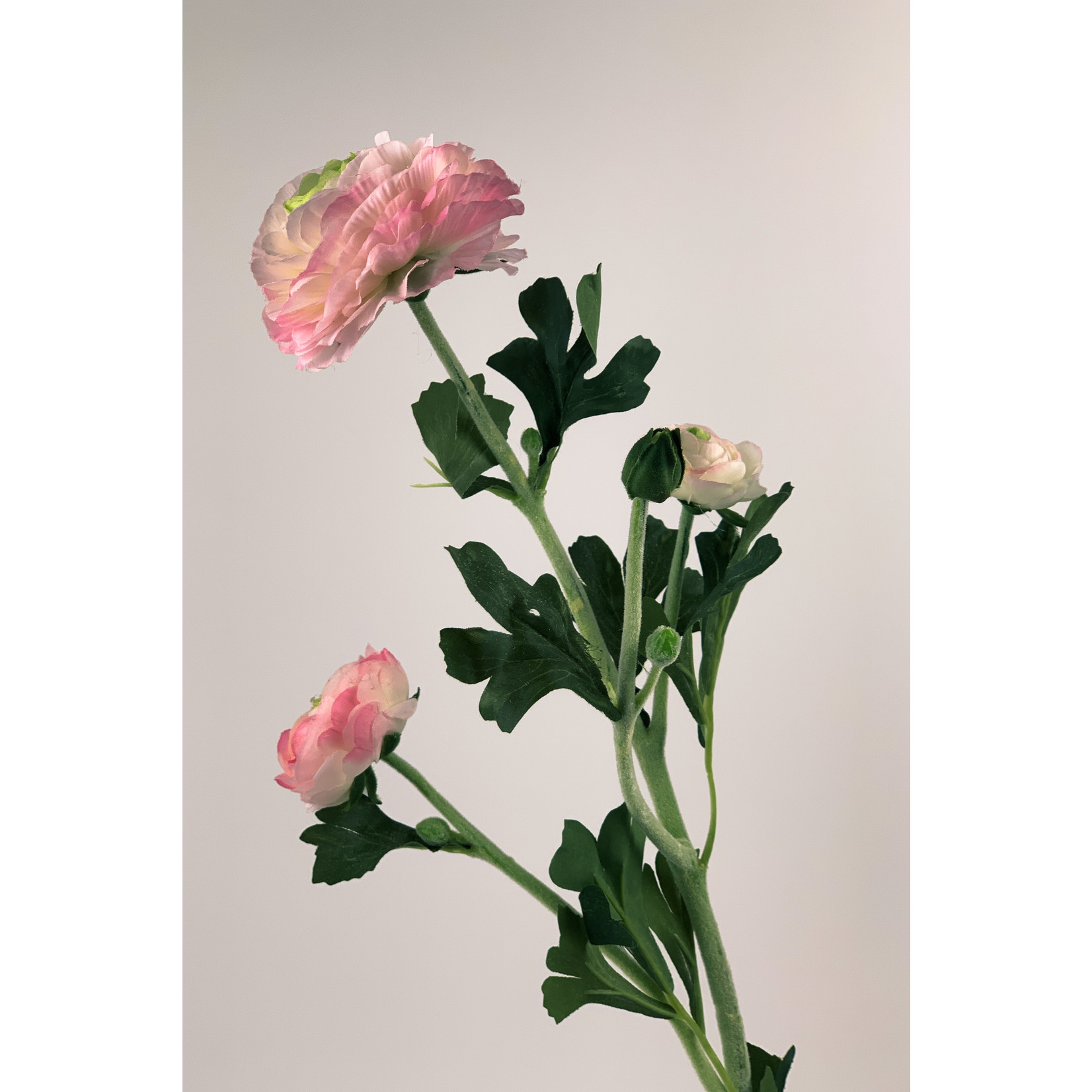 RANUNCULUS | PINK | 65 CM