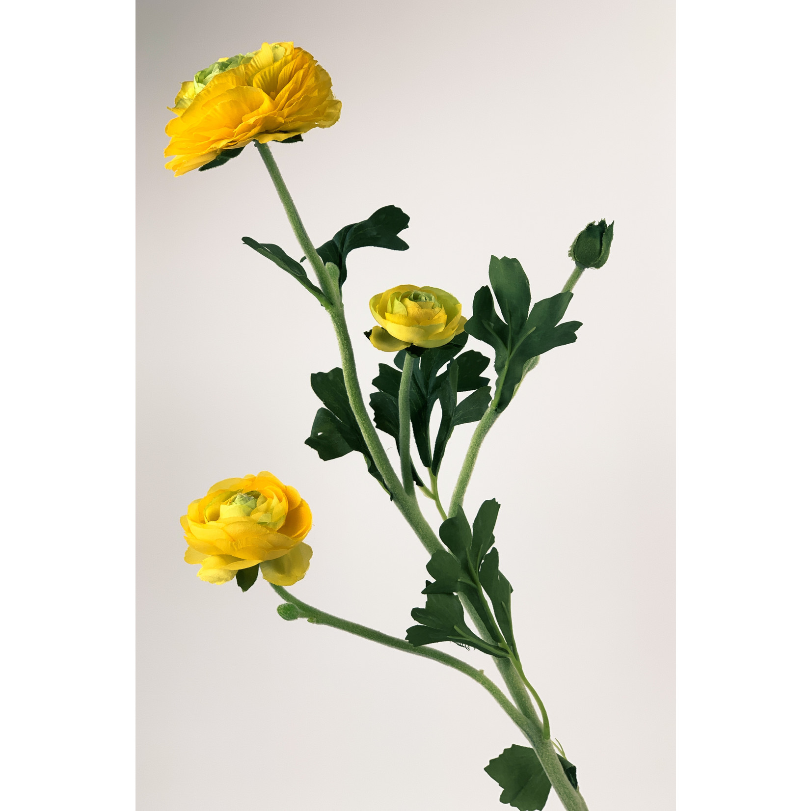 RANUNCULUS | YELLOW | 65 CM