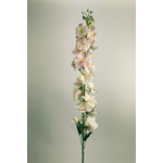 DELPHINIUM | CREAM/PINK | 128 CM