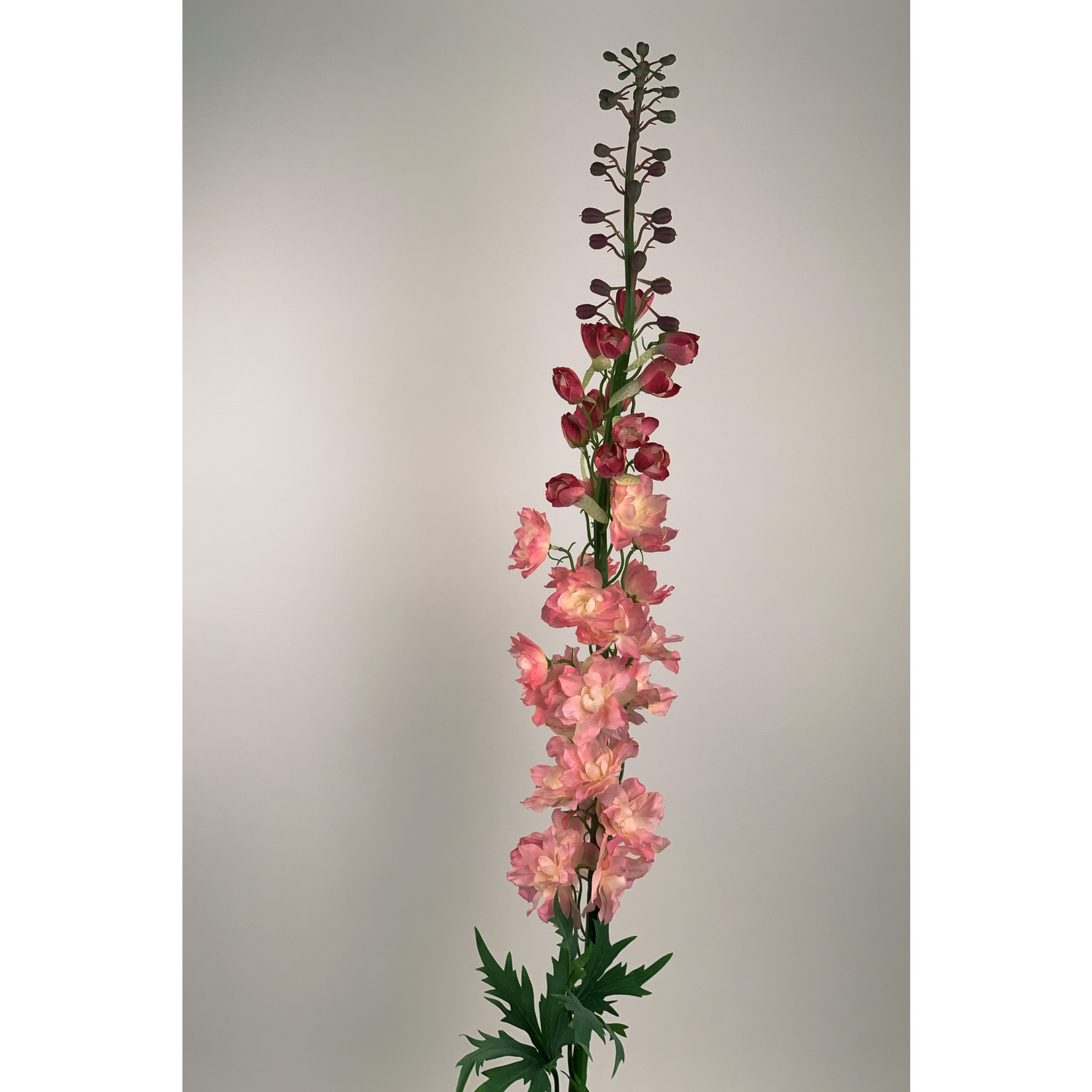 DELPHINIUM KISSI LOVERLY | PINK | 130 CM