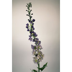 RIDDERSPOOR | LILA | 130 CM