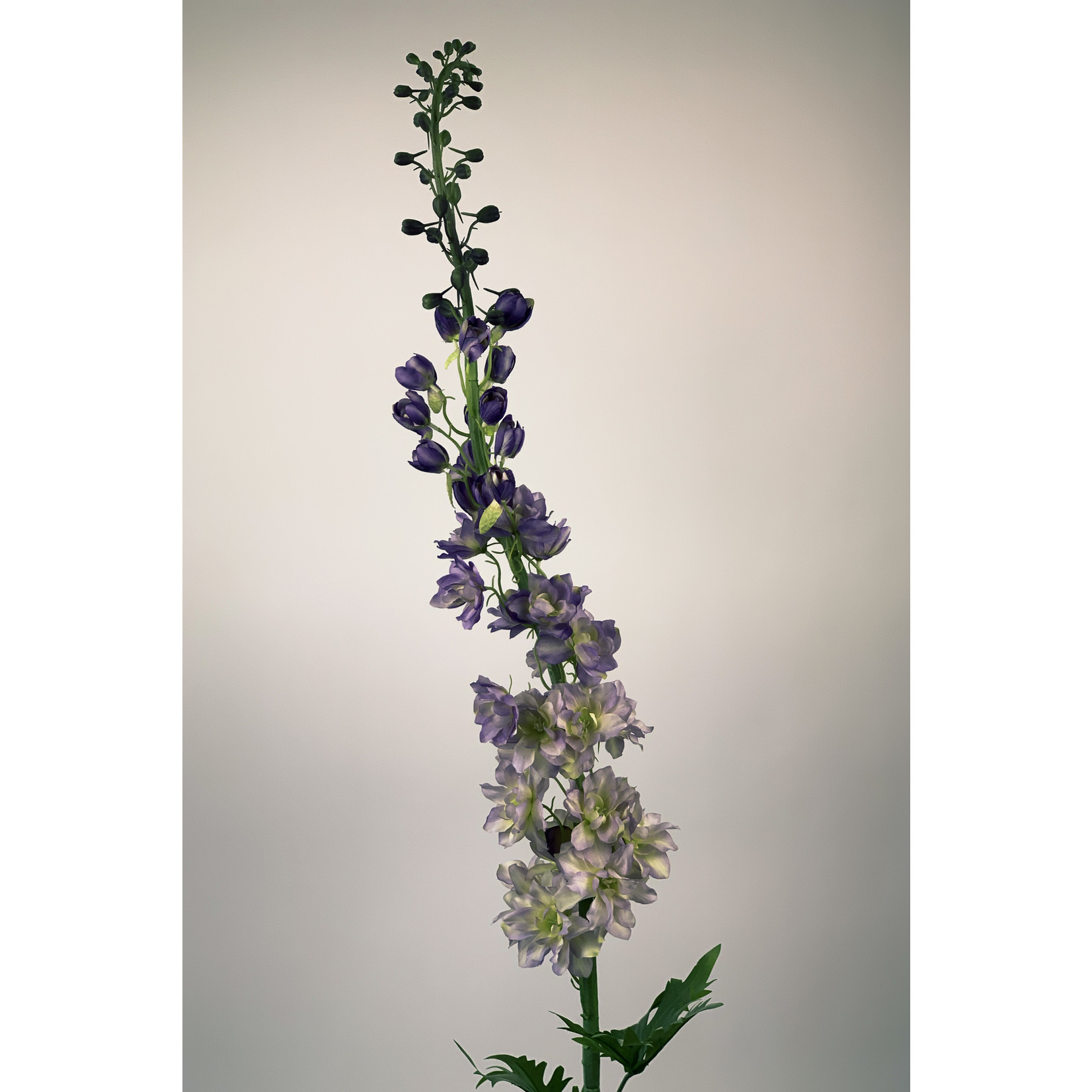 DELPHINIUM CONSOLIDA | LILAC | 130 CM