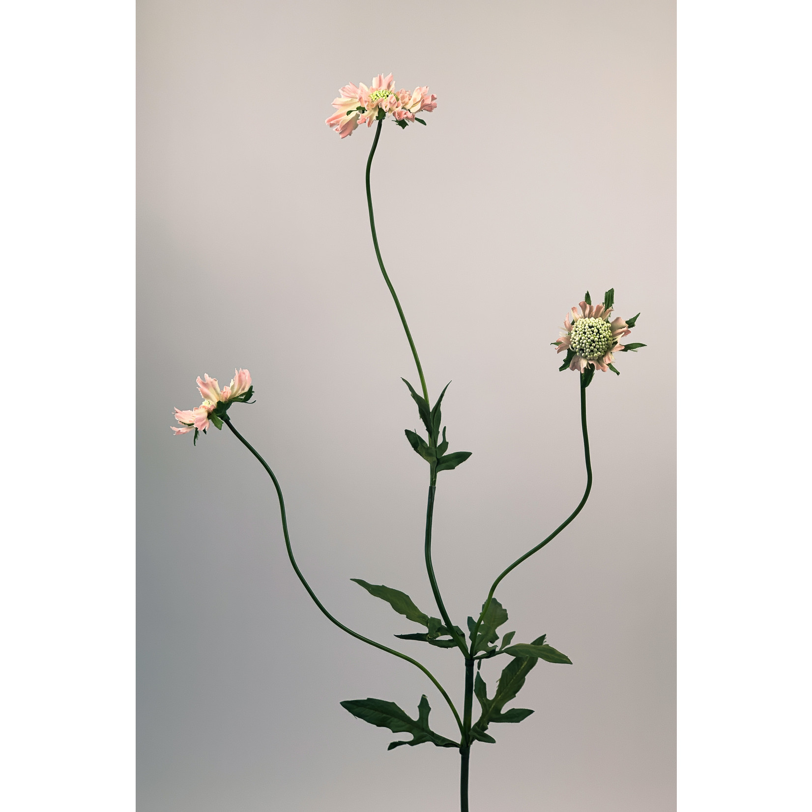 SCABIOSA | ROZE | 80 CM