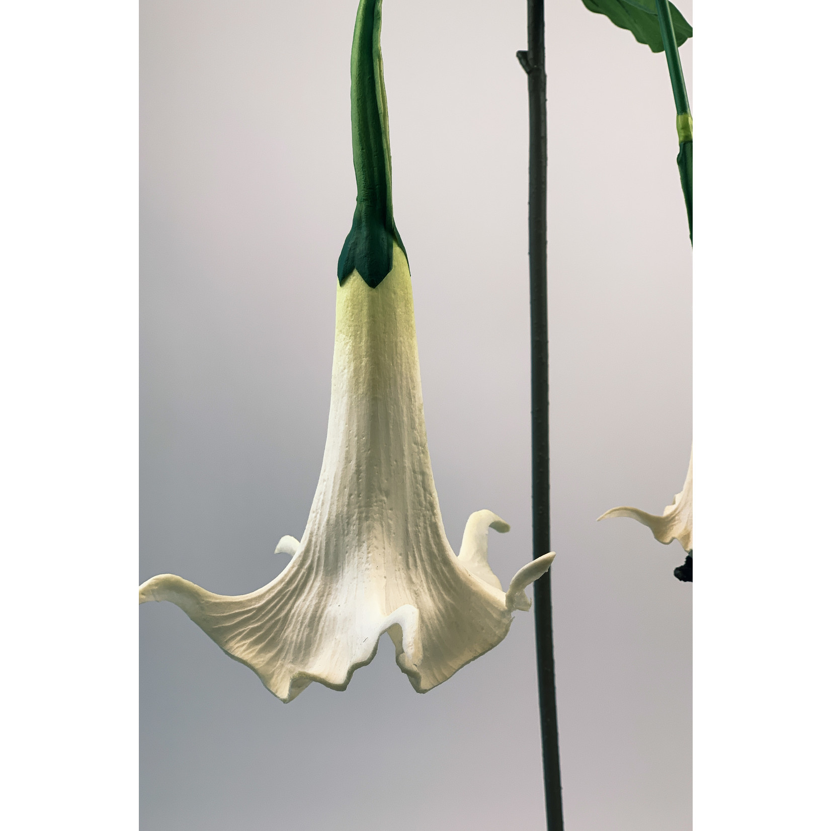 ANGELS TRUMPET | WHITE | 100 CM