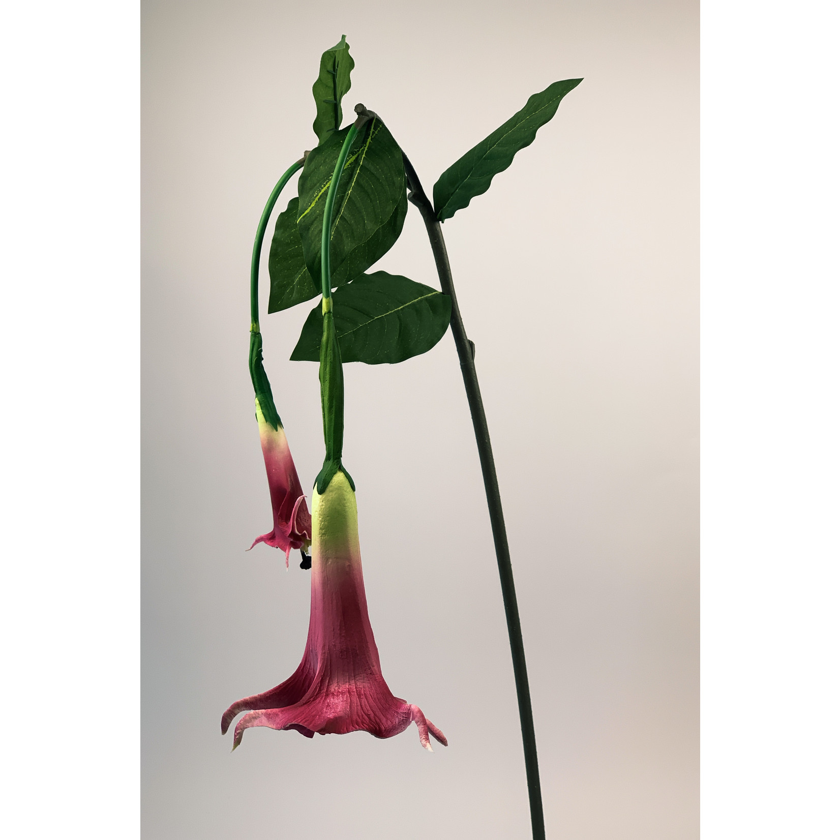 ANGELS TRUMPET | PINK| 100 CM