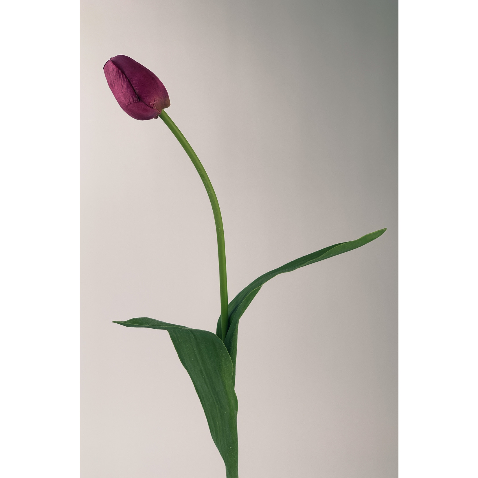 TULP NOVA | FUCHSIA | 60 CM