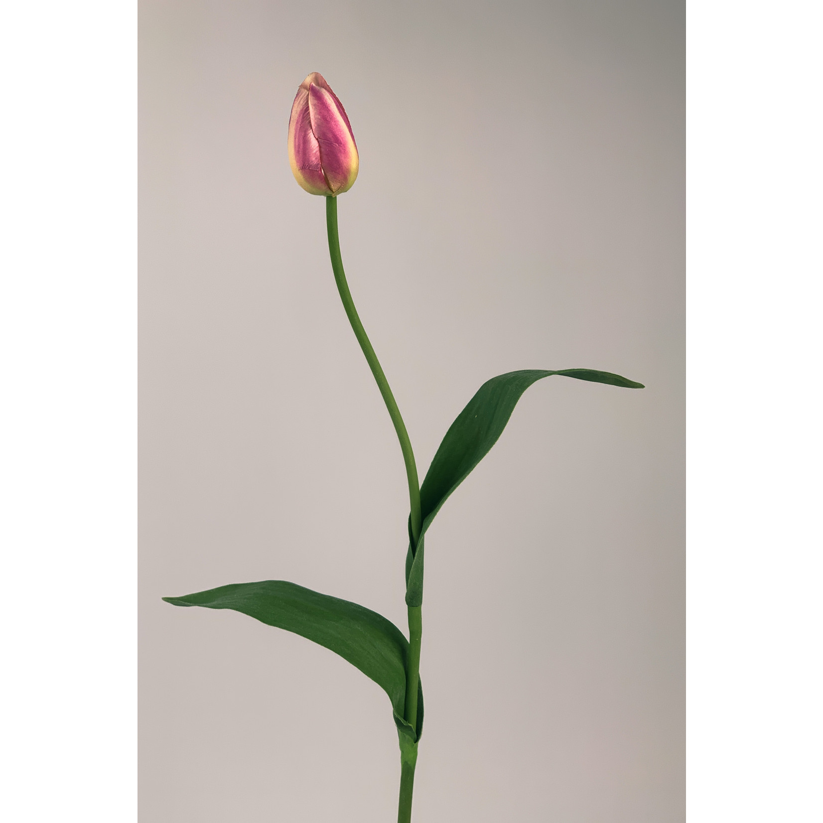 TULP NOVA | ROZE | 60 CM