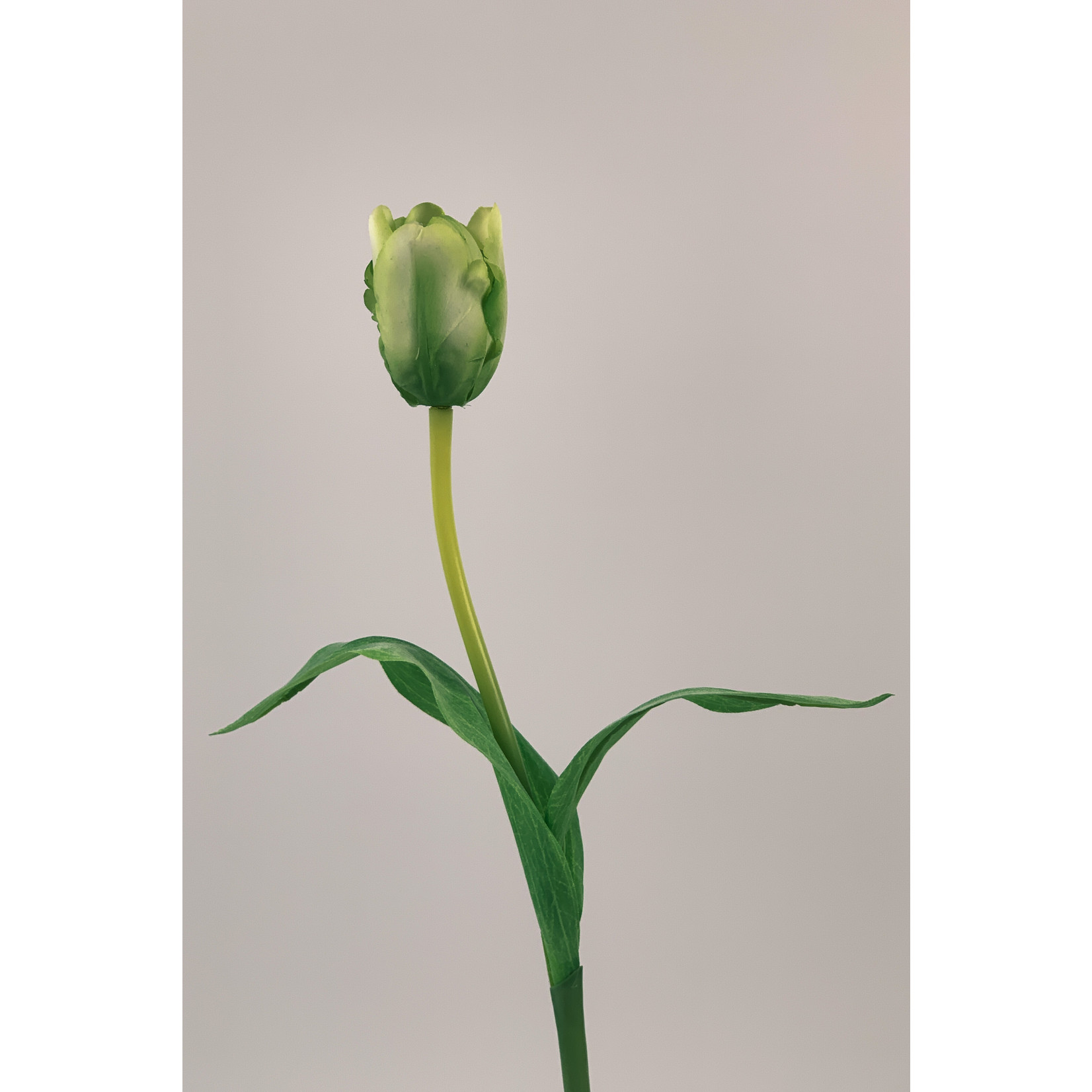 TULIP SPRING GREEN| GREEN | 48 CM