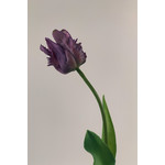 PARKIET TULP | PAARS | 40 CM