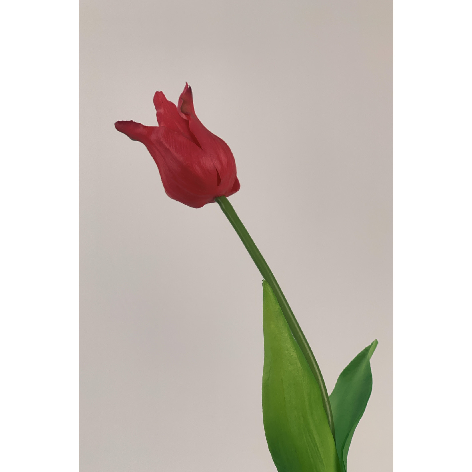 TULIP PRETTY LOVE | PINK | 40 CM