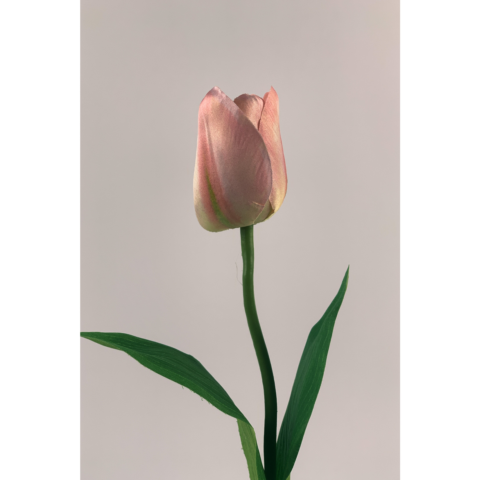 TULIP WILLEM OF ORANGE | PINK | 40 CM