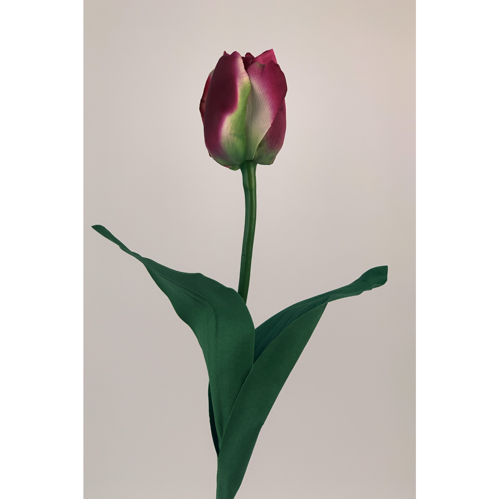 TULIP PINK BEAUTY | PINK | 60 CM