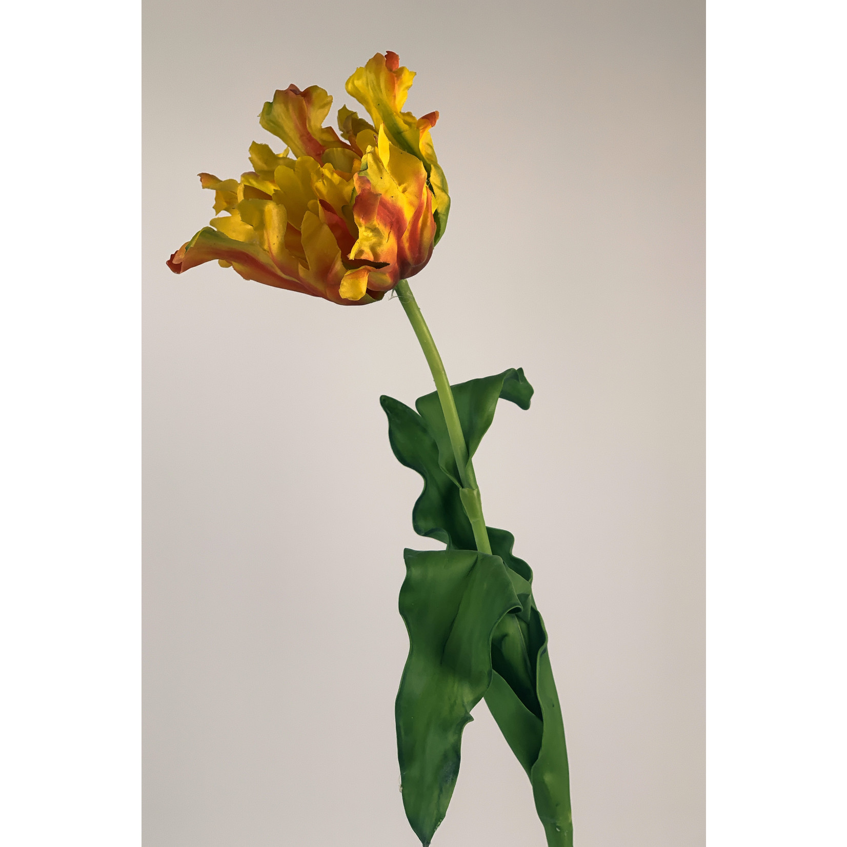 PARKIET TULP FLAMING | ROOD/GEEL | 83 CM