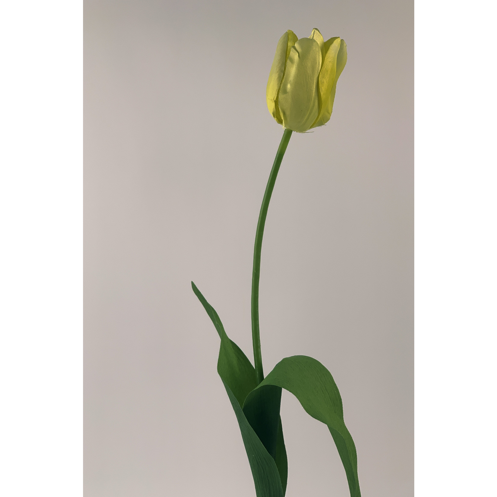 TULIP MARILYN | YELLOW | 68 CM