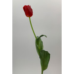 TULIP | RED | 65CM