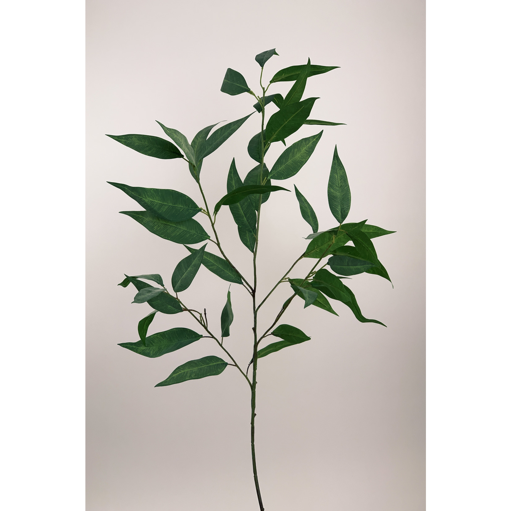 EUCALYPTUS CITRIODORA | GROEN | 93 CM