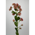 SEDUM SPRAY | PINK | 88 CM