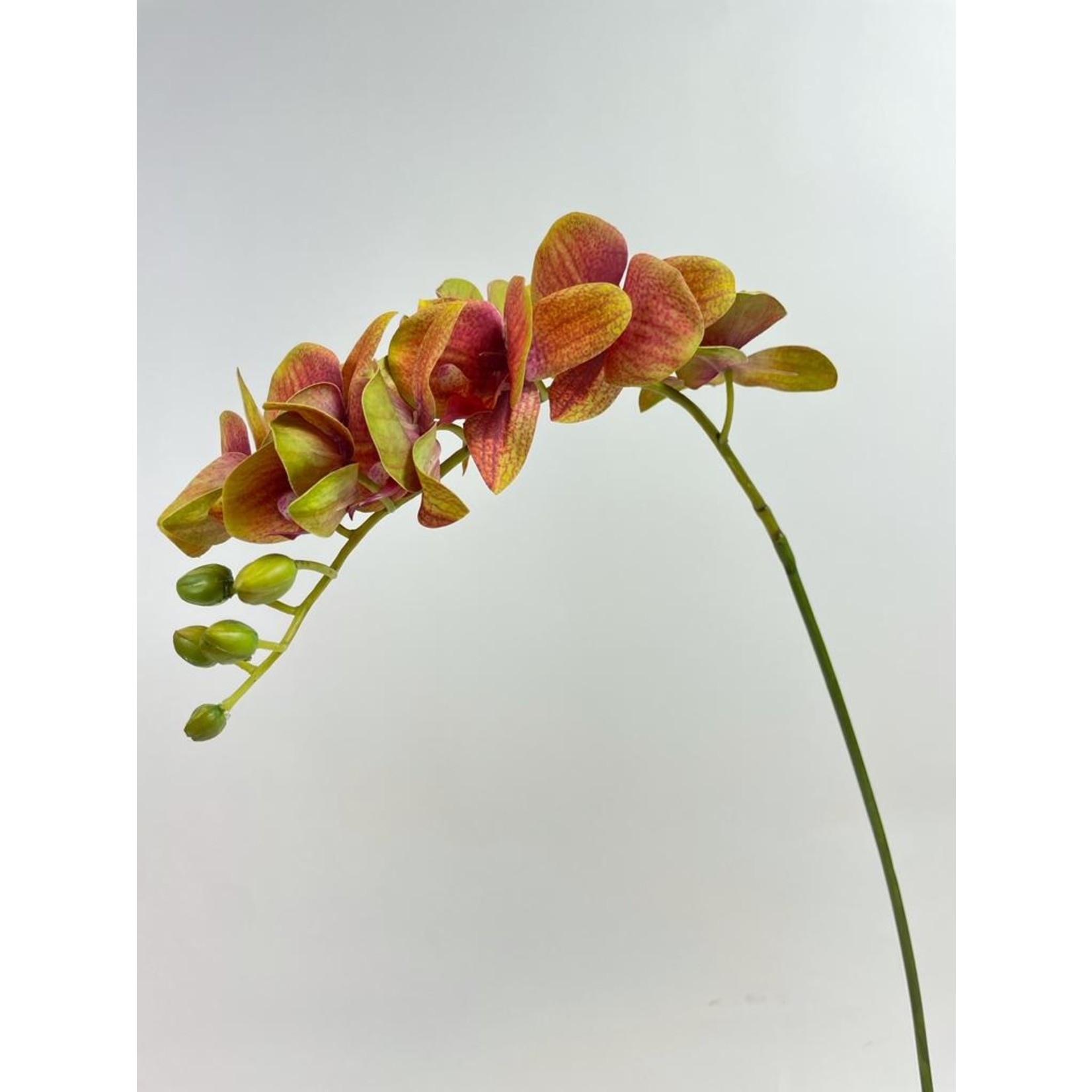 ORCHIDEE PHALEANOPSIS | ROZE | 70 CM