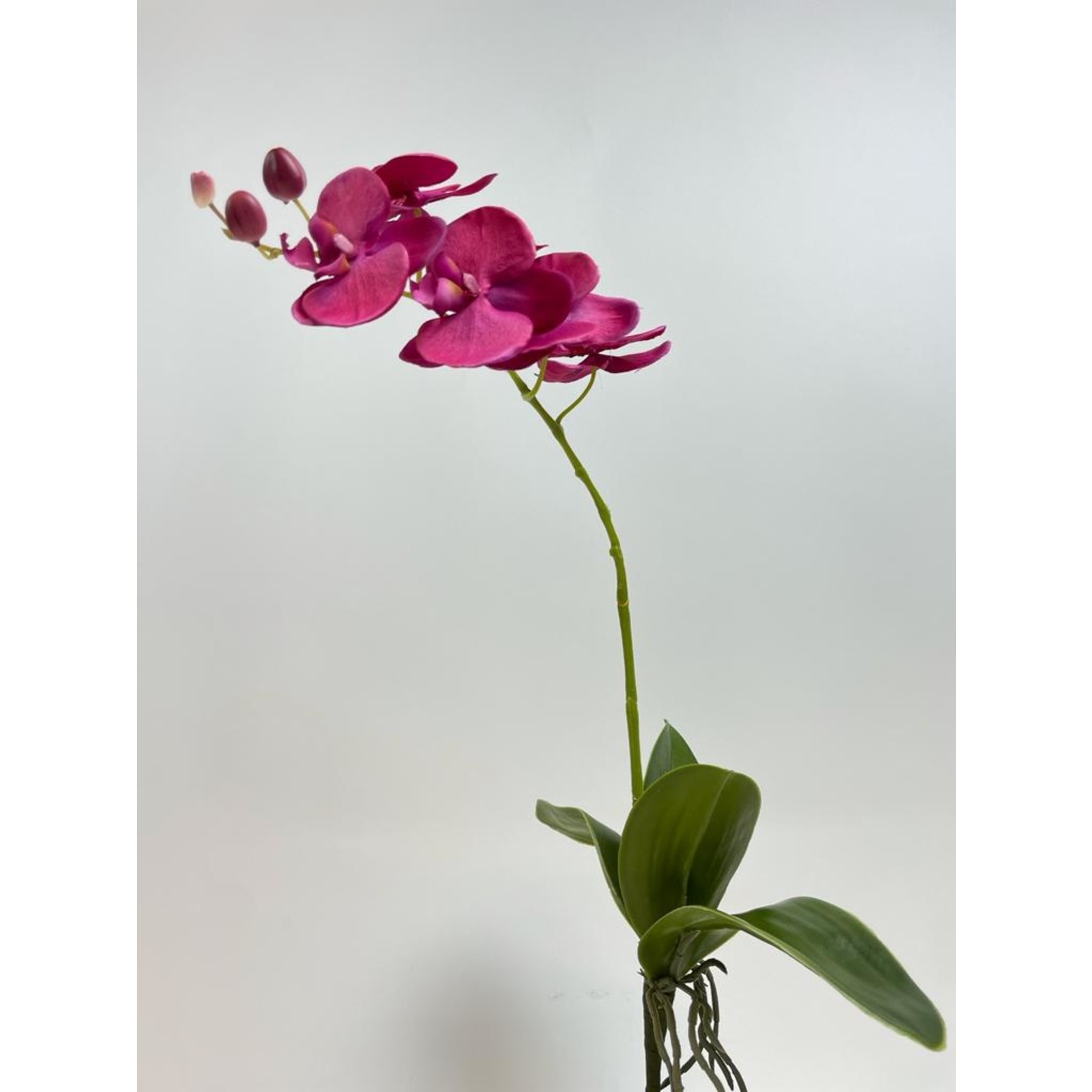 ORCHIDEE JOYRIDE | ROZE | 50CM