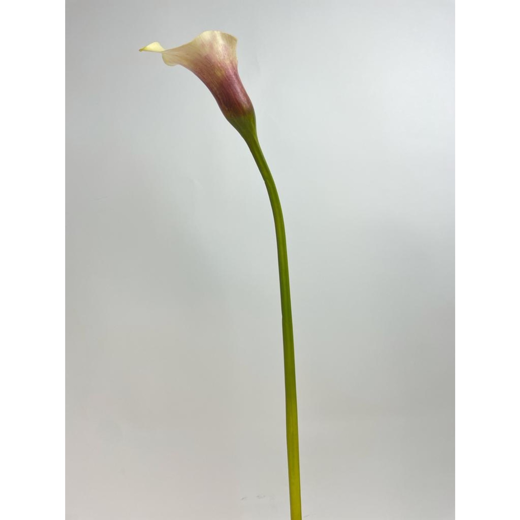 CALLA FLAMINGO | ROZE | 75 CM