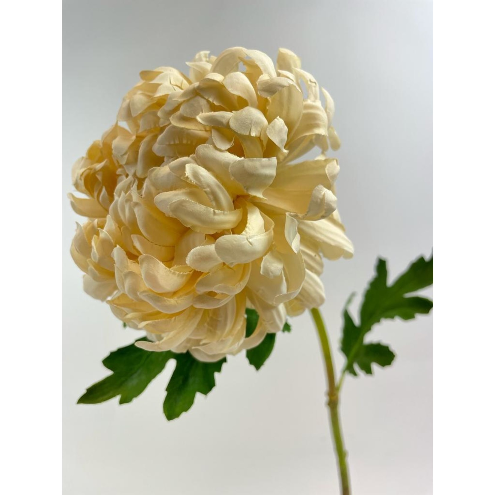 CHRYSANT MAGNUM | CREAM | 63CM