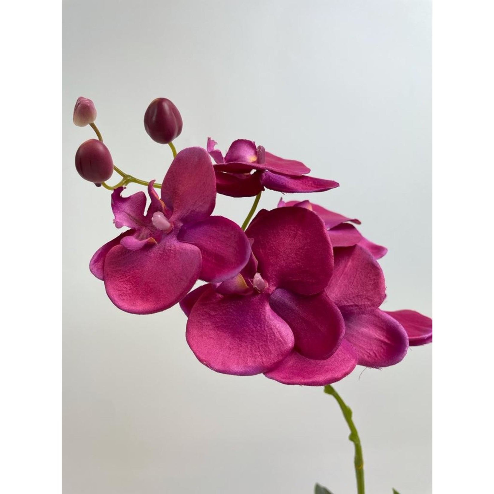 ORCHIDEE JOYRIDE | ROZE | 50CM