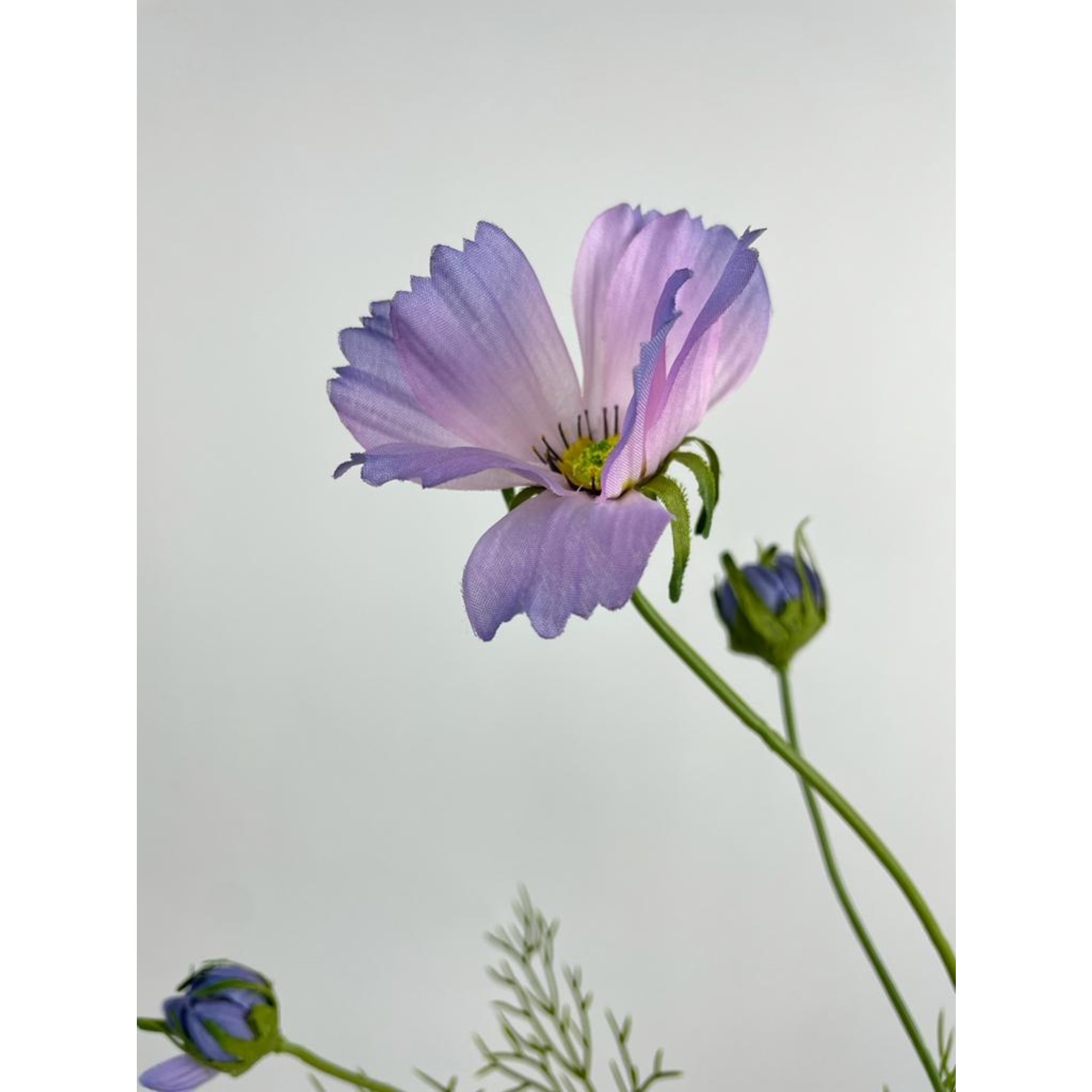 COSMEA JALISHA | PURPLE | 90 CM