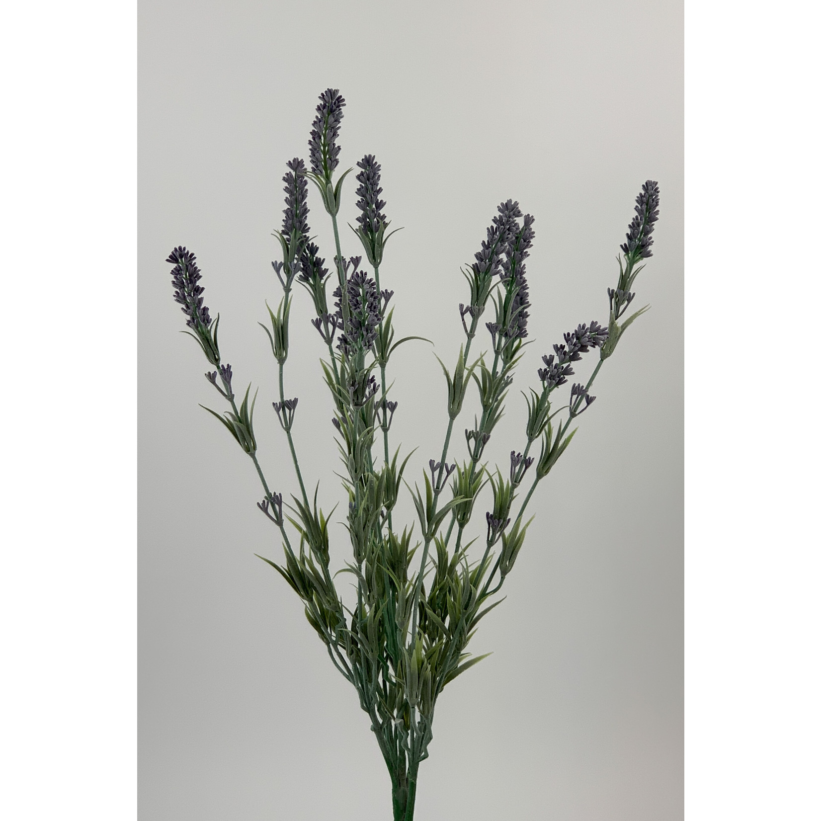 LAVENDEL | BLAUW | 60 CM