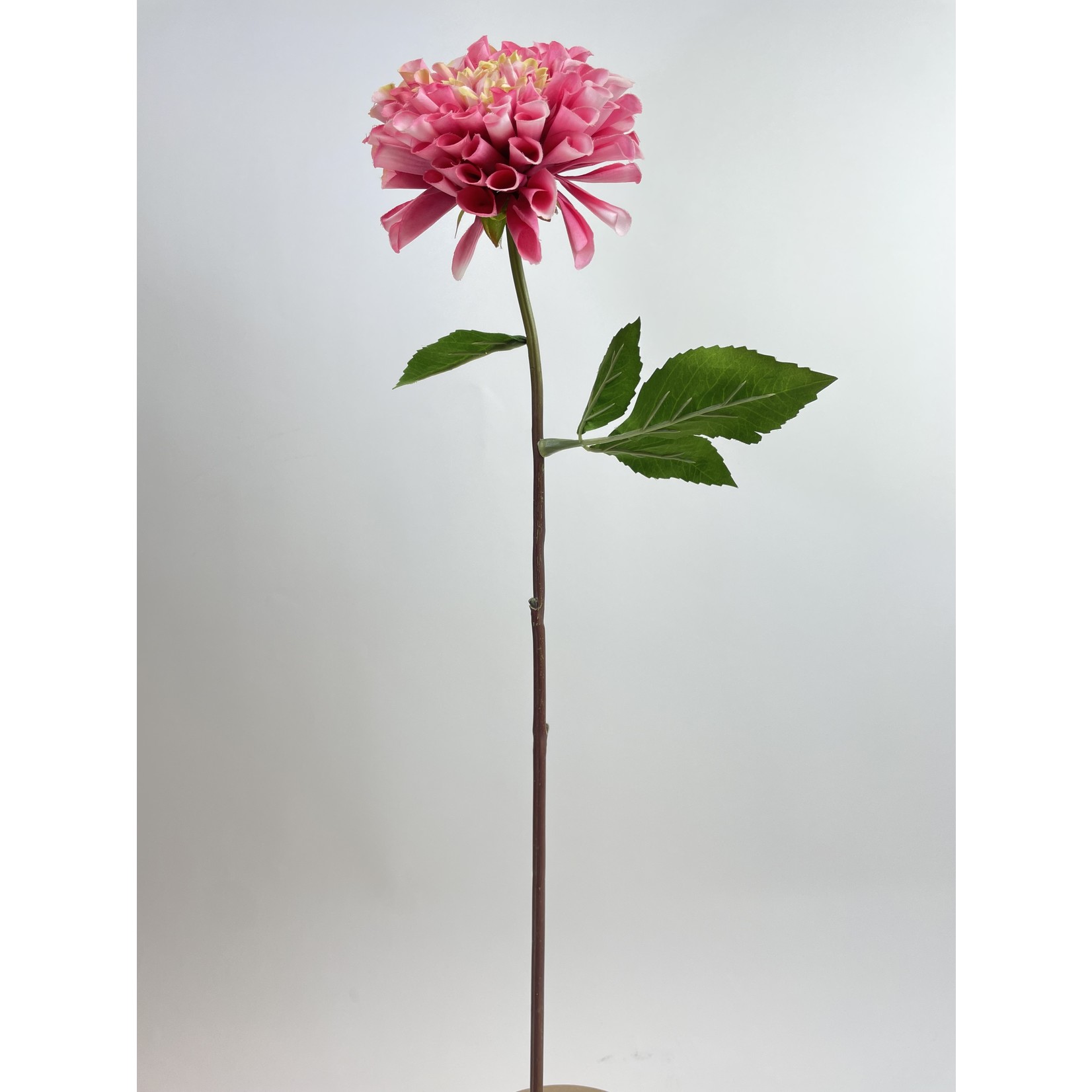 DAHLIA MYSTERY FOX | PINK | 61 CM