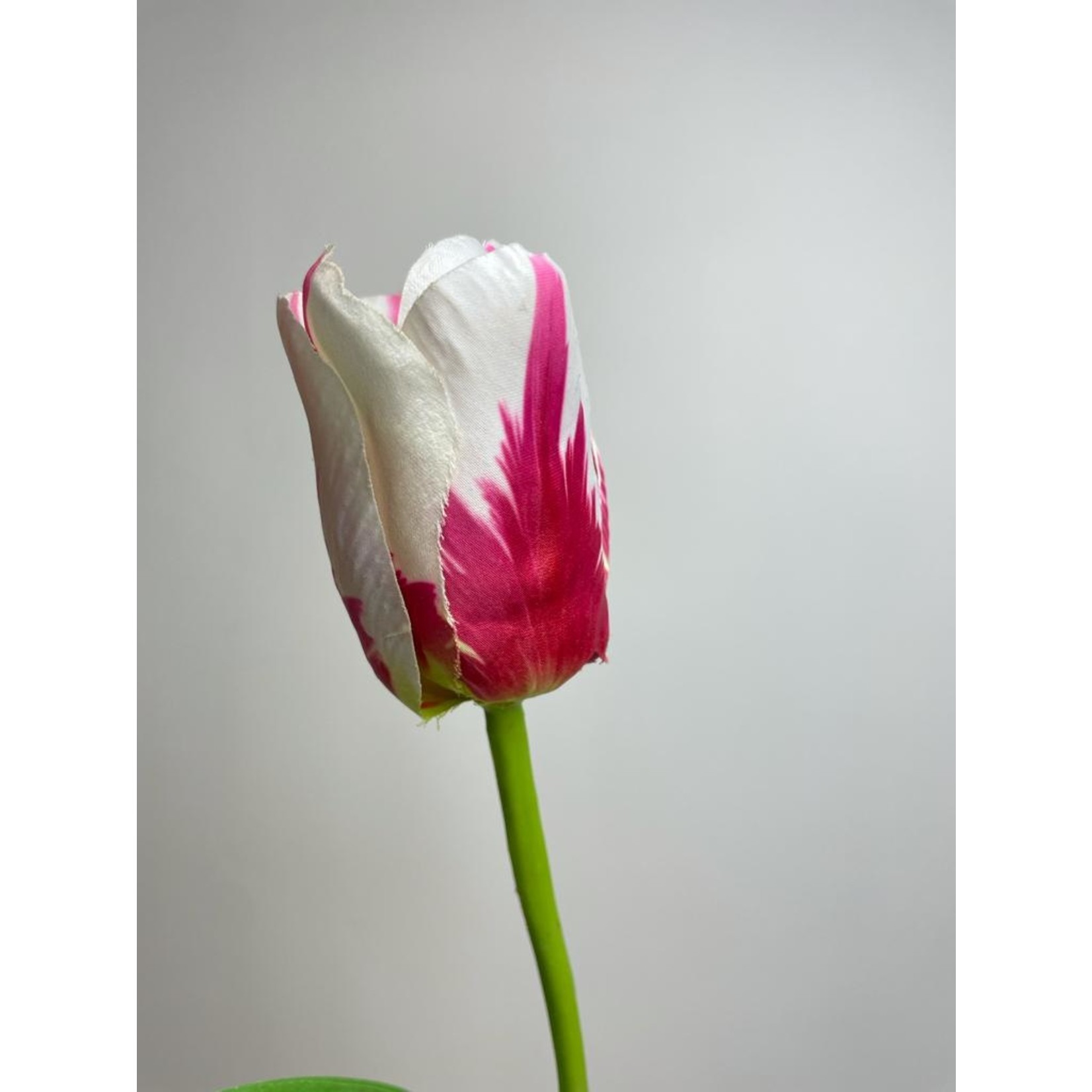 TULP CANDY | WIT/FUCHSIA | 65 CM