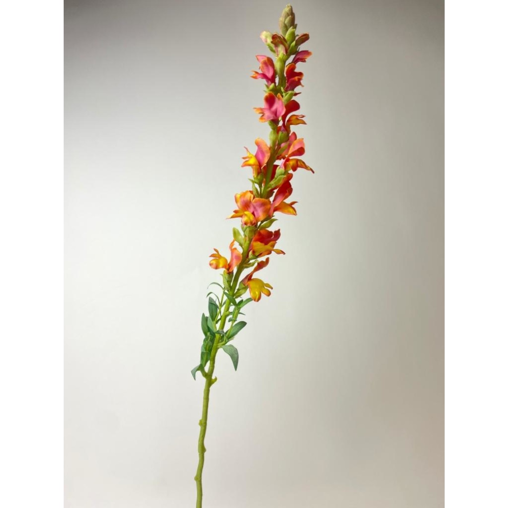 LEEUWENBEK ORANGE WONDER| ORANJE | 82 CM