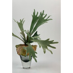 HERTSHOORN | GRIJS GROEN | 40 CM