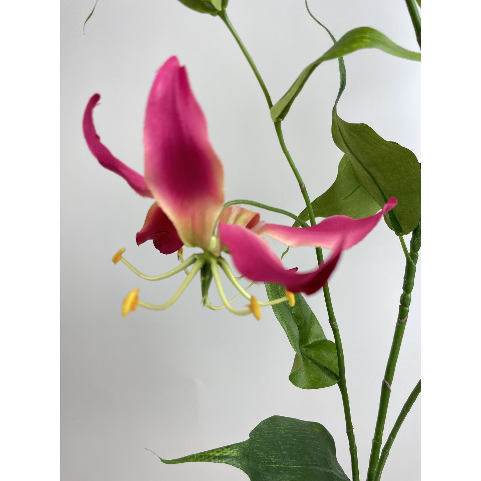 GLORIOSA XL| FUCHSIA | 120 CM