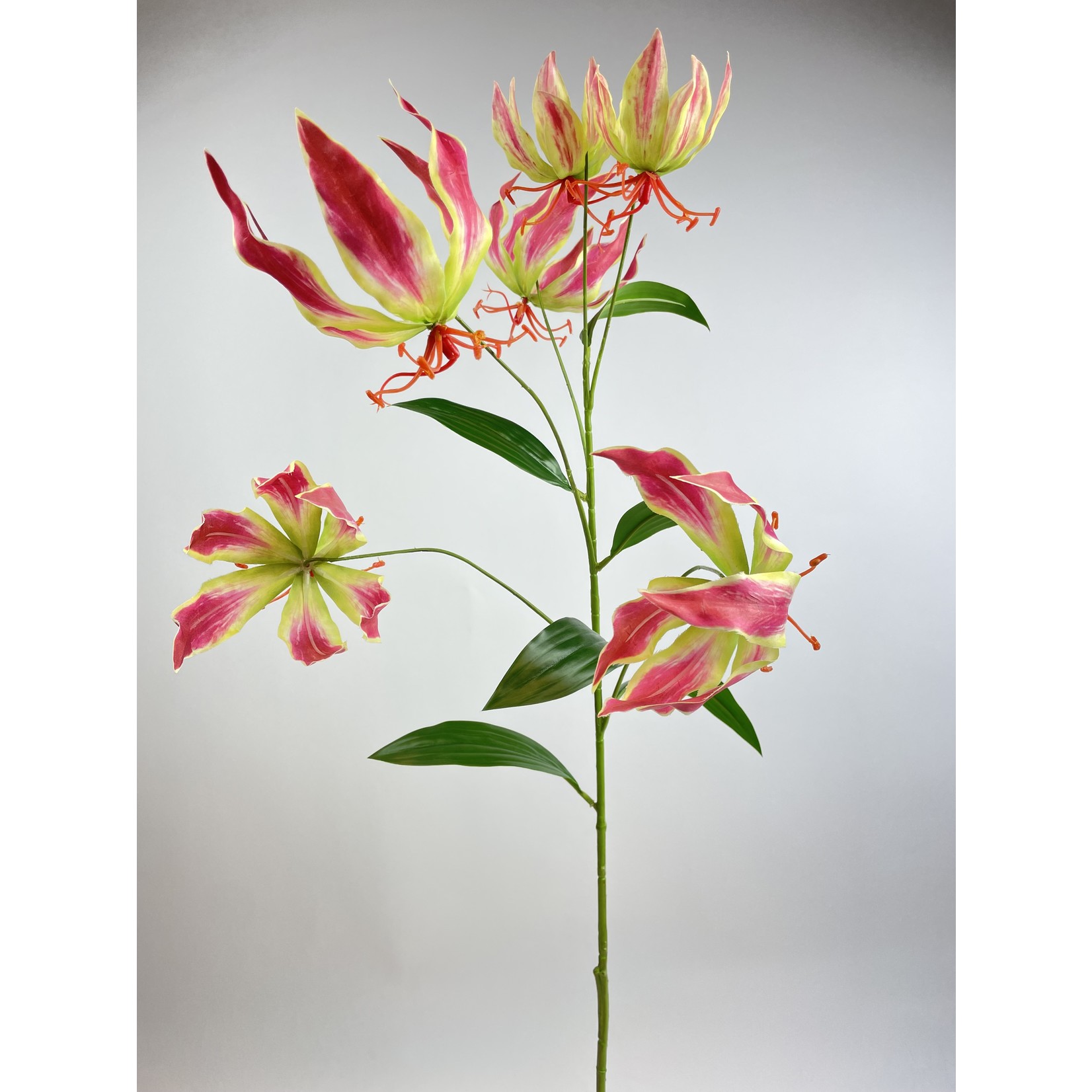 GLORIOSA | ROZE | 95 CM