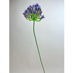 AGAPANTHUS |BLAUW | 75 CM