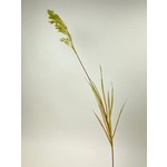 PAMPAS GRAS | GROEN | 95 CM