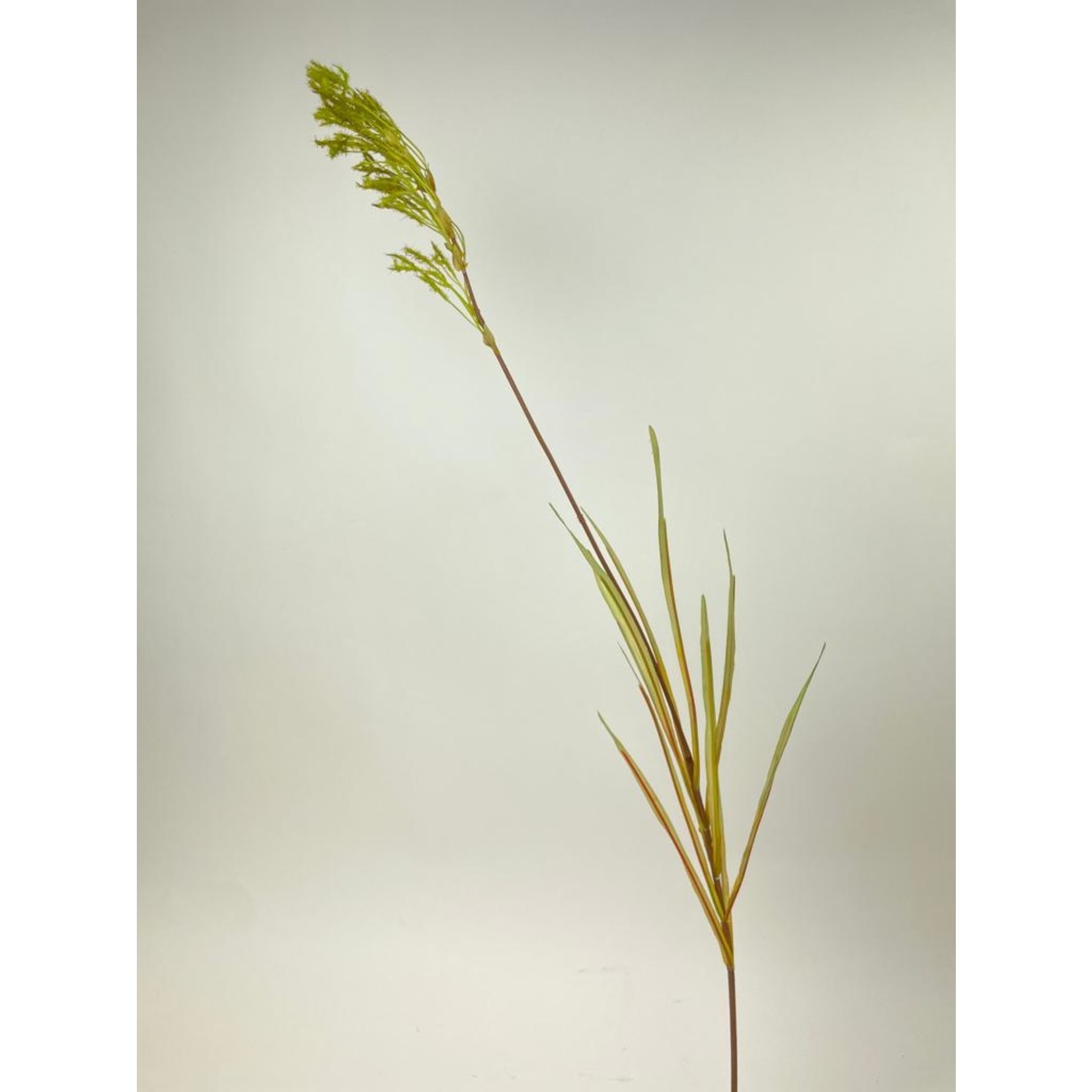 PAMPUS GRAS | GROEN | 95 CM