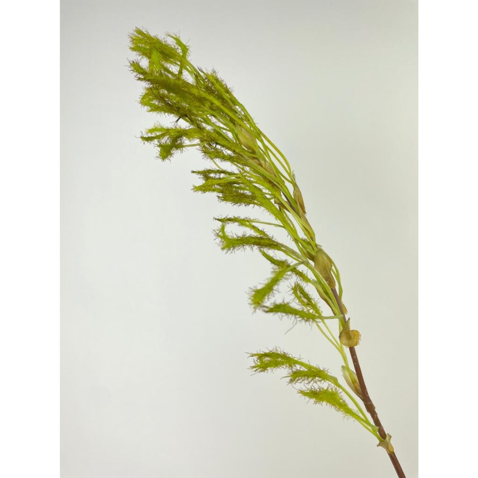 PAMPUS GRAS | GROEN | 95 CM