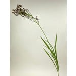 PAMPAS GRASS | BROWN | 95 CM