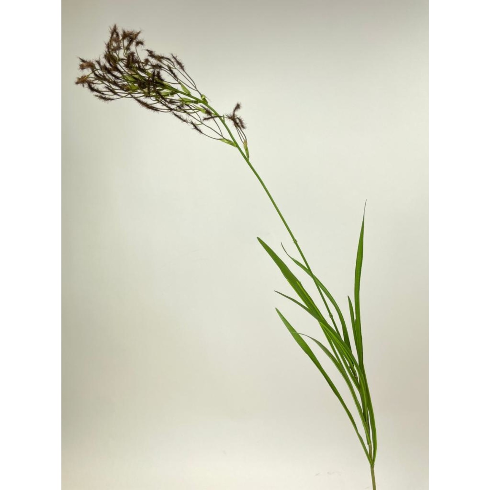 PAMPUS GRASS | BROWN | 95 CM