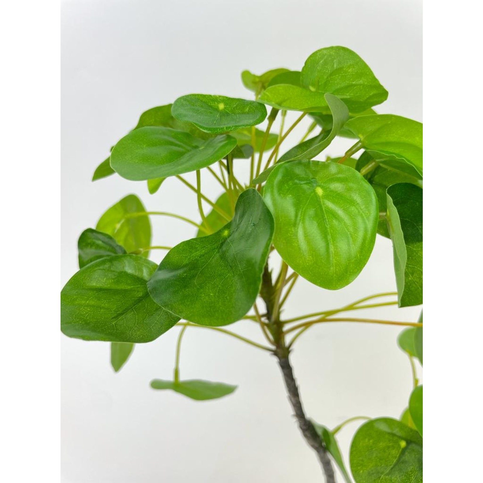 CHINESE MOENY PLANT | GREEN | 54 CM