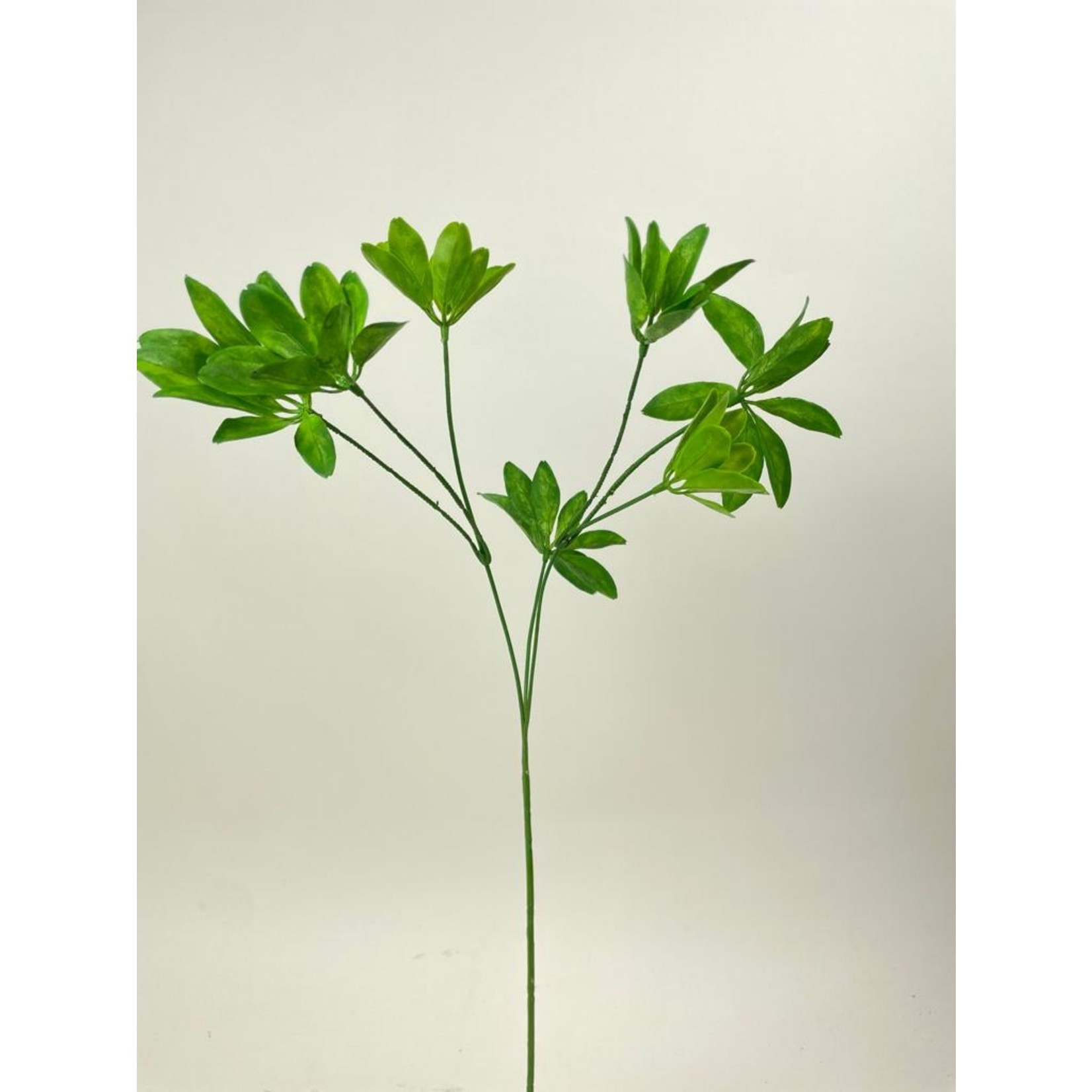 SCHEFFLERA| GREEN | 63 CM