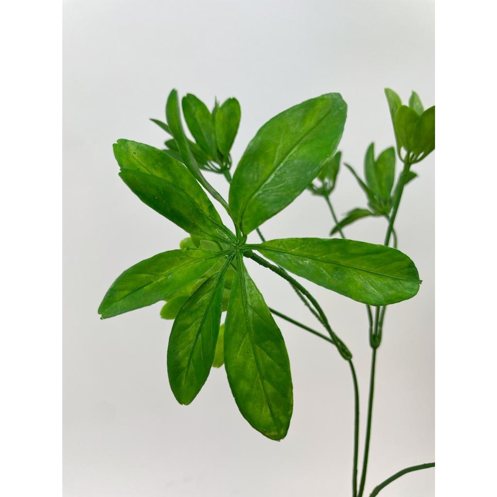 SCHEFFLERA| GREEN | 63 CM