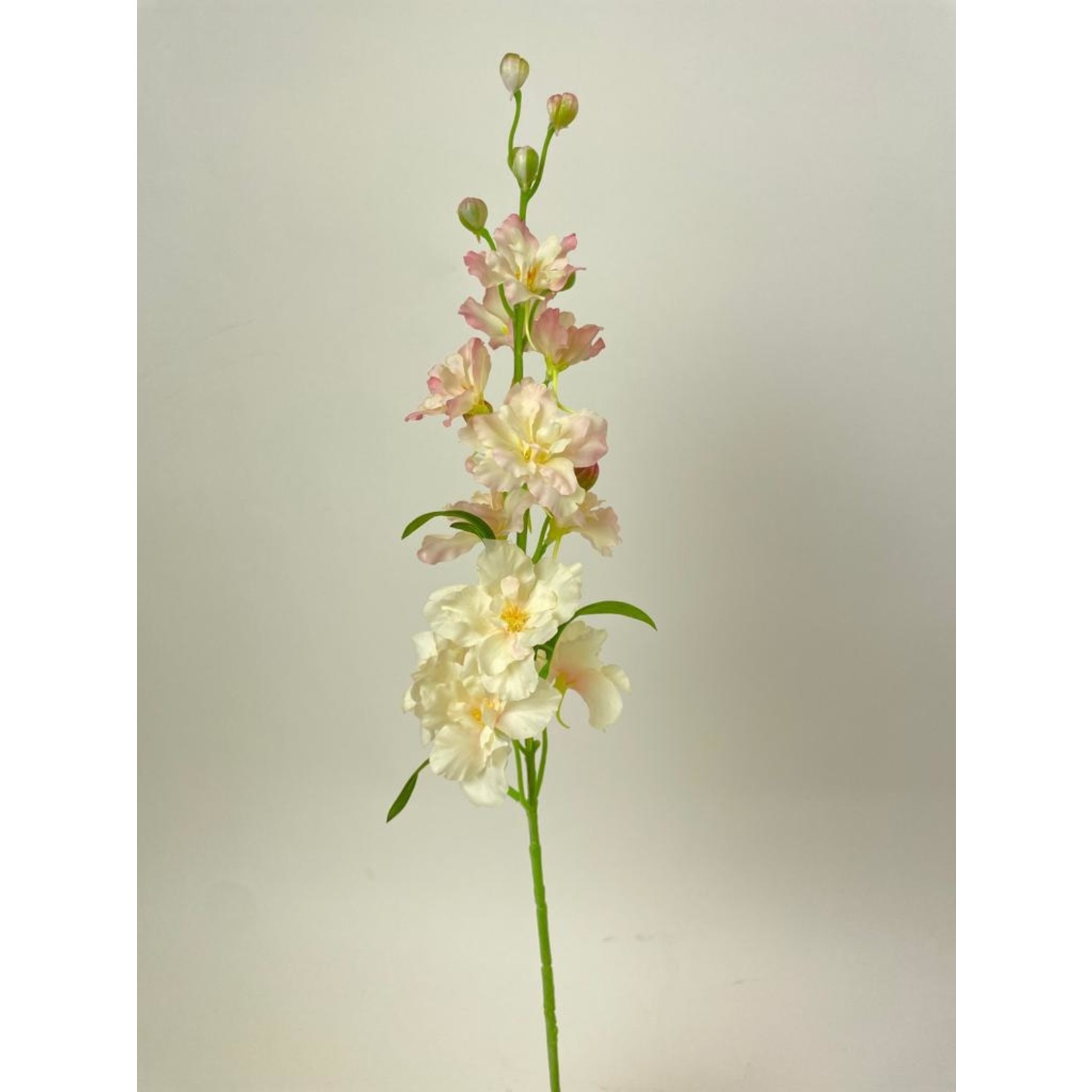 DELPHINIUM PINK SENSATION | PINK | 60 CM