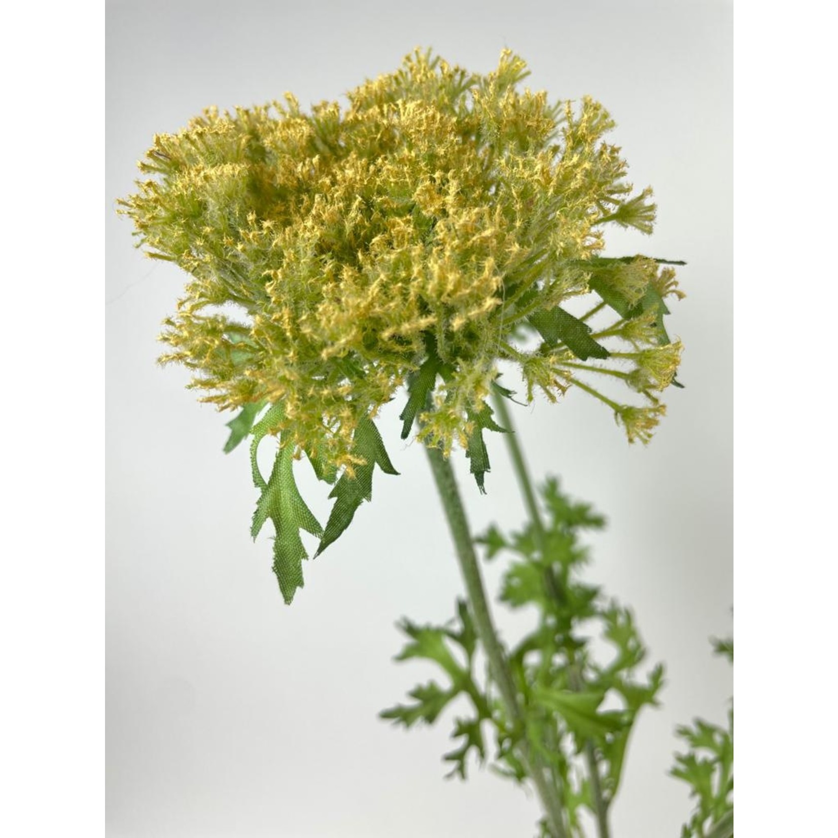 DAUCUS | YELLOW | 80 CM