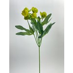 HELLEBORE | GREEN | 45 CM